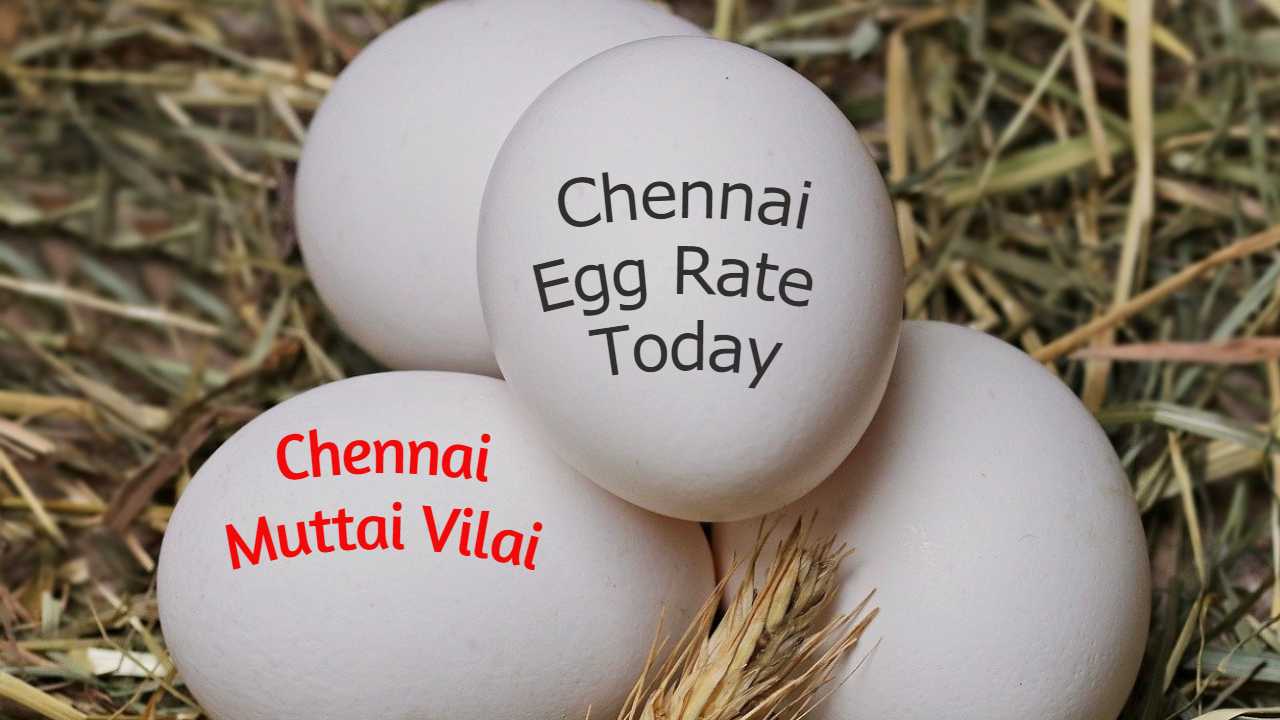 Today Egg Rate In Chennai