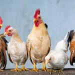 Hyderabad Chicken Price Today – May 29, 2022