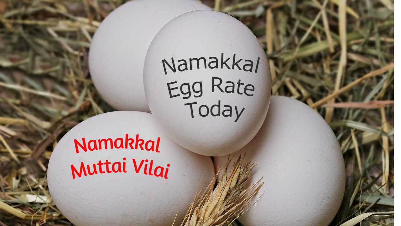 Tamil Nadu Namakkal Egg to Qatar Fifa world cup
