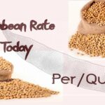 Soyabean Rate Today Rajkot